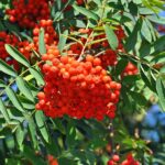 800px-Sorbus_aucuparia_R03