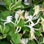caprifoi_mana_maicii_domnului_lonicera_caprifolium_amenajare_spatii_verzi_3