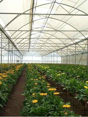 Folii si plase Gradina