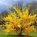 forsythia_planta_decorativa_gradina_2