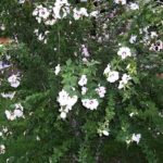 hibiscus_zamosita_arbust_gradina_3