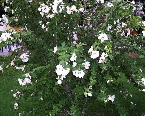 hibiscus_zamosita_arbust_gradina_3