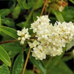 lemn_cainesc_flori_ligustrum_vulgare_planta_amenajare_gradina_3