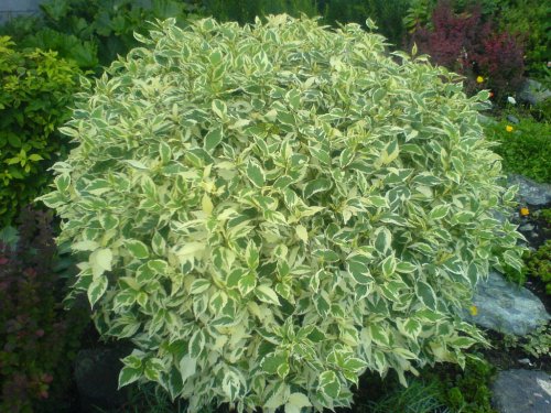 lemn_cainesc_rosu_arbust_decorativ_prin_frunze_cornus_alba_elegantissima_amenajare_gradini_3