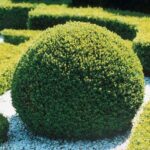 merisor_cimisir_arbust_buxus_sempervirens_3