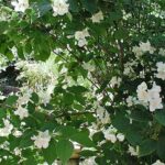 philadelphus_iasomie_arbust_peren_iasomie_parfum_3