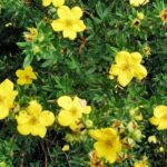 potentilla_arbust_gradina_planta_ornamentala_3