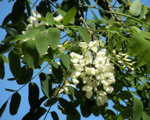 salcam_arbore_decorativ_florifer_planta_melifera_amenajare_gradini_Robinia_speudoacacia_3