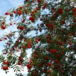 scorus_pasaresc_arbore_foios_decorativ_fructe_amenajari_spatii_verzi_gradini_Sorbus_aucuparia_3