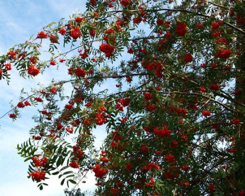 scorus_pasaresc_arbore_foios_decorativ_fructe_amenajari_spatii_verzi_gradini_Sorbus_aucuparia_3