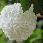 viburnum-opulus-gemeiner-schneeball-4330