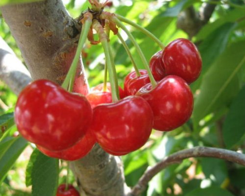 Arbori si Arbusti Fructiferi