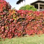 vita_de_canada_parthenocissus_quinquefolia_2