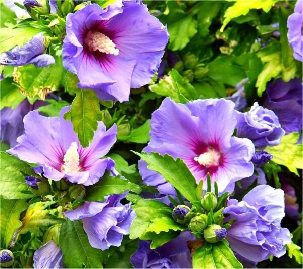 hibiscus-blue-bird2-750x750